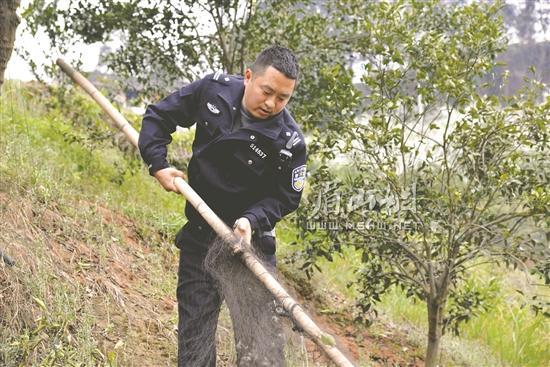 森林公安正在拆除捕鳥網。.jpg