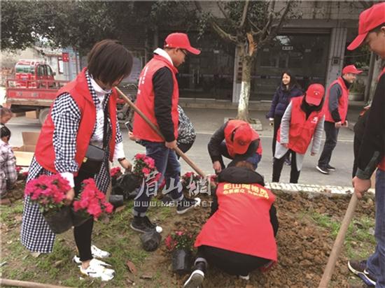 志愿者正在種植杜鵑花。.jpg