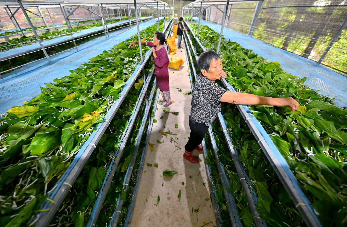 喂蠶。.jpg