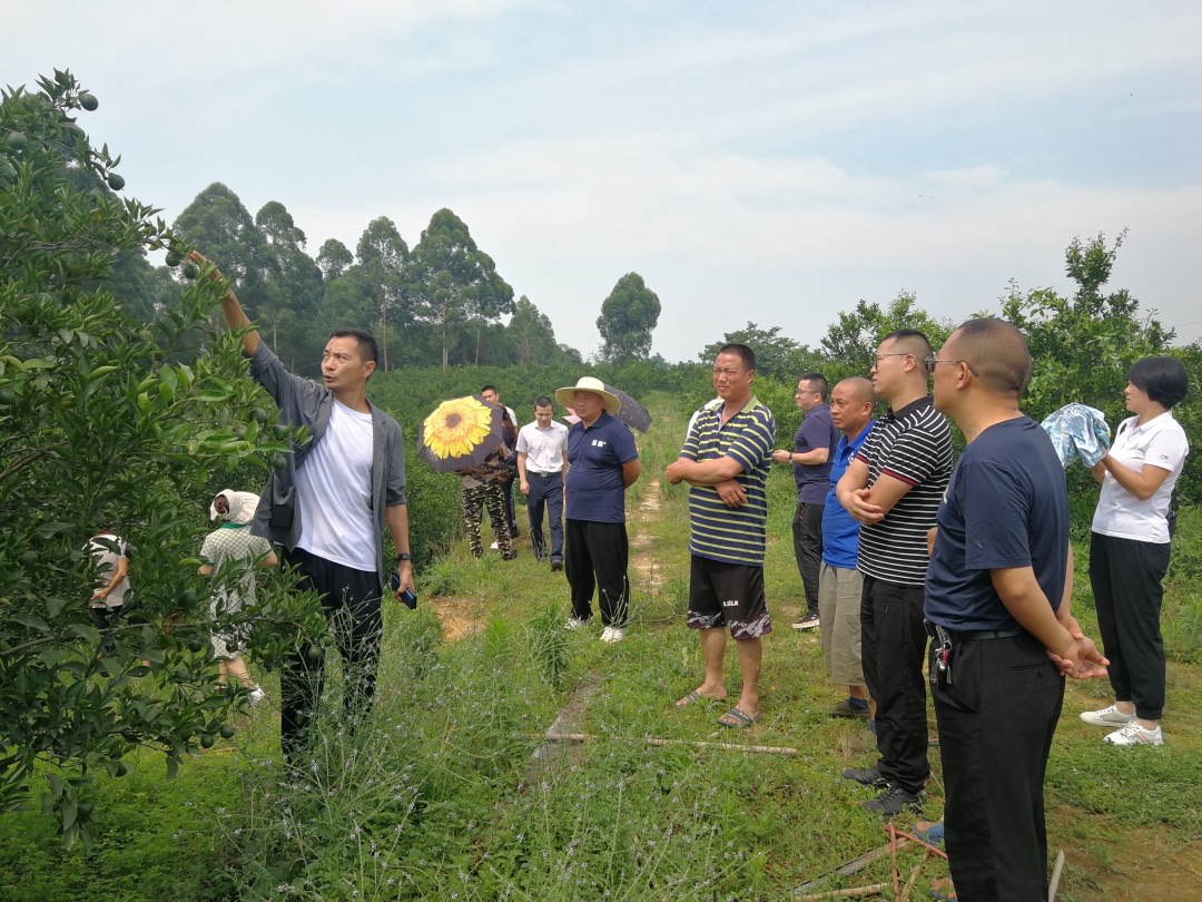 政協委員給果農講解水果剪枝技術。.jpg