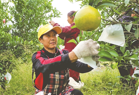 果園里的“產業工人”。.jpg