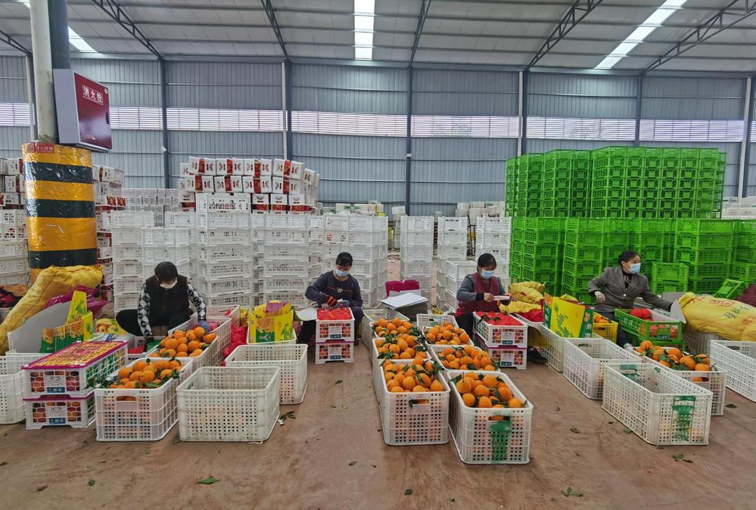 柑橘產業成為花橋村的致富“法寶”。.jpg