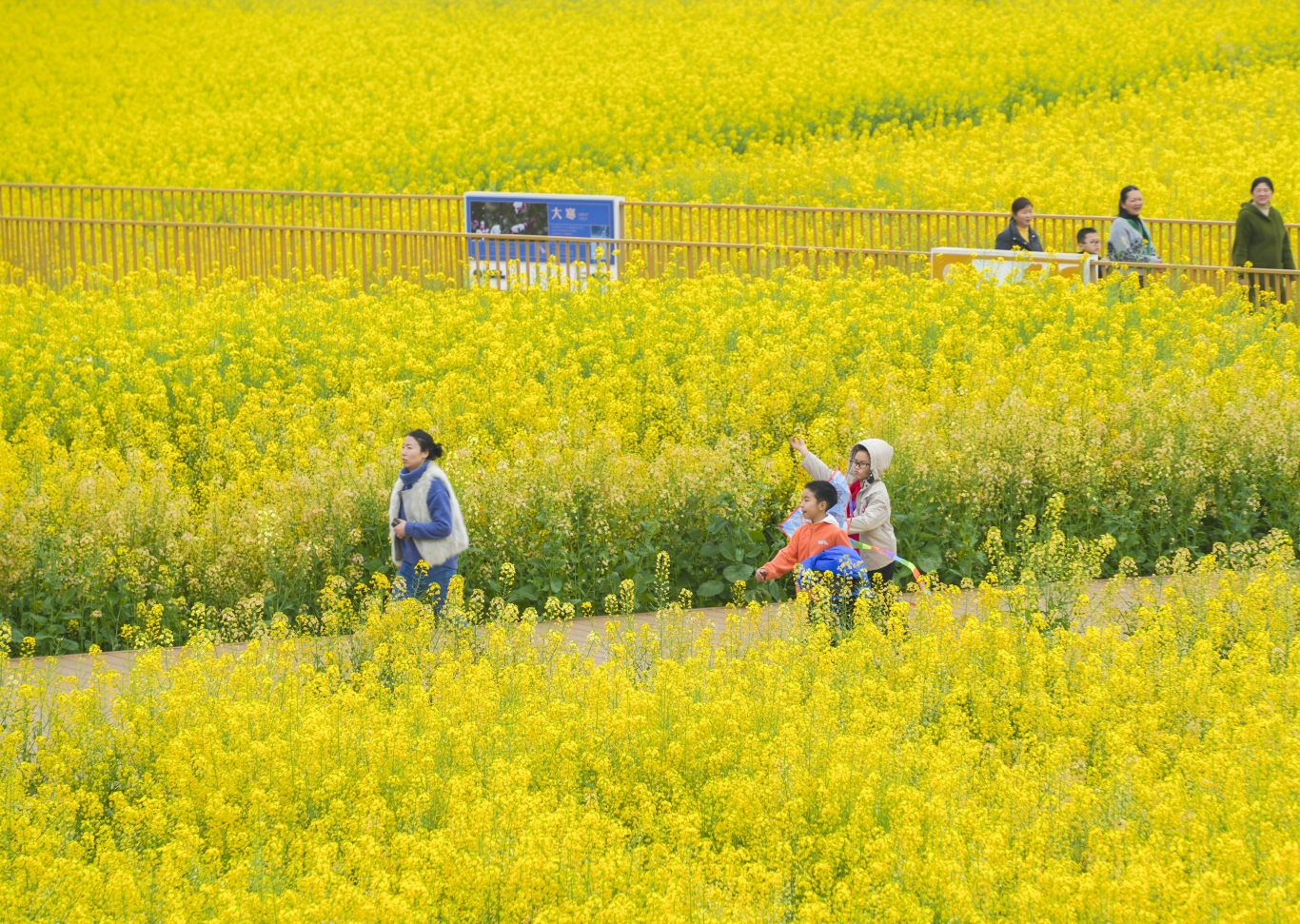 游人徜徉在彩色油菜花田內.jpg
