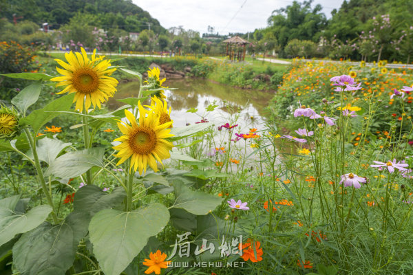 楊柳漕村村級(jí)公園一隅。