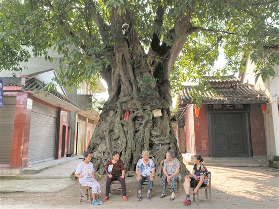 當(dāng)?shù)乩先藗冊(cè)诠艠?shù)下乘涼。.jpg