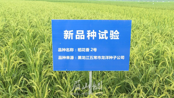 加快優質、高產水稻新品種的推廣應用，確保糧食生產穩中有進。