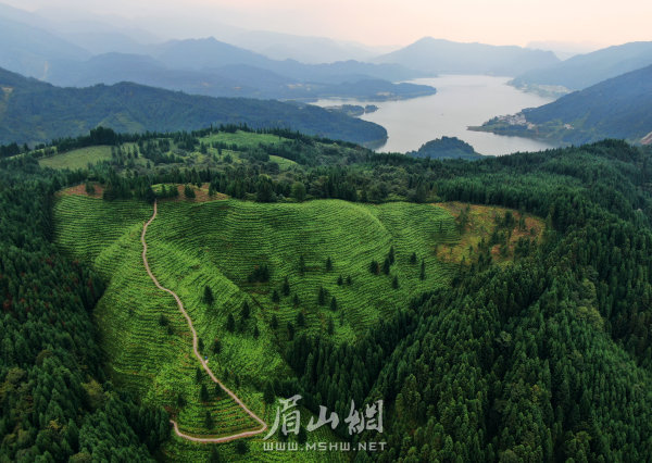 洪雅縣瓦屋山鎮復興村的高山茶園。
