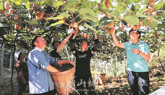 丹棱縣張場鎮岐山村村民們正在采摘獼猴桃。
