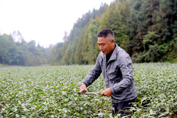 建檔立卡貧困戶修剪茶樹。