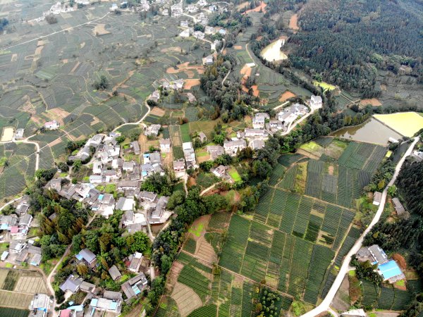 前鋒村依托茶產業，帶領建檔立卡貧困戶致富奔康。