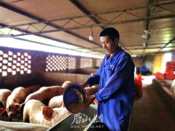 王文理正在飼養生豬。
