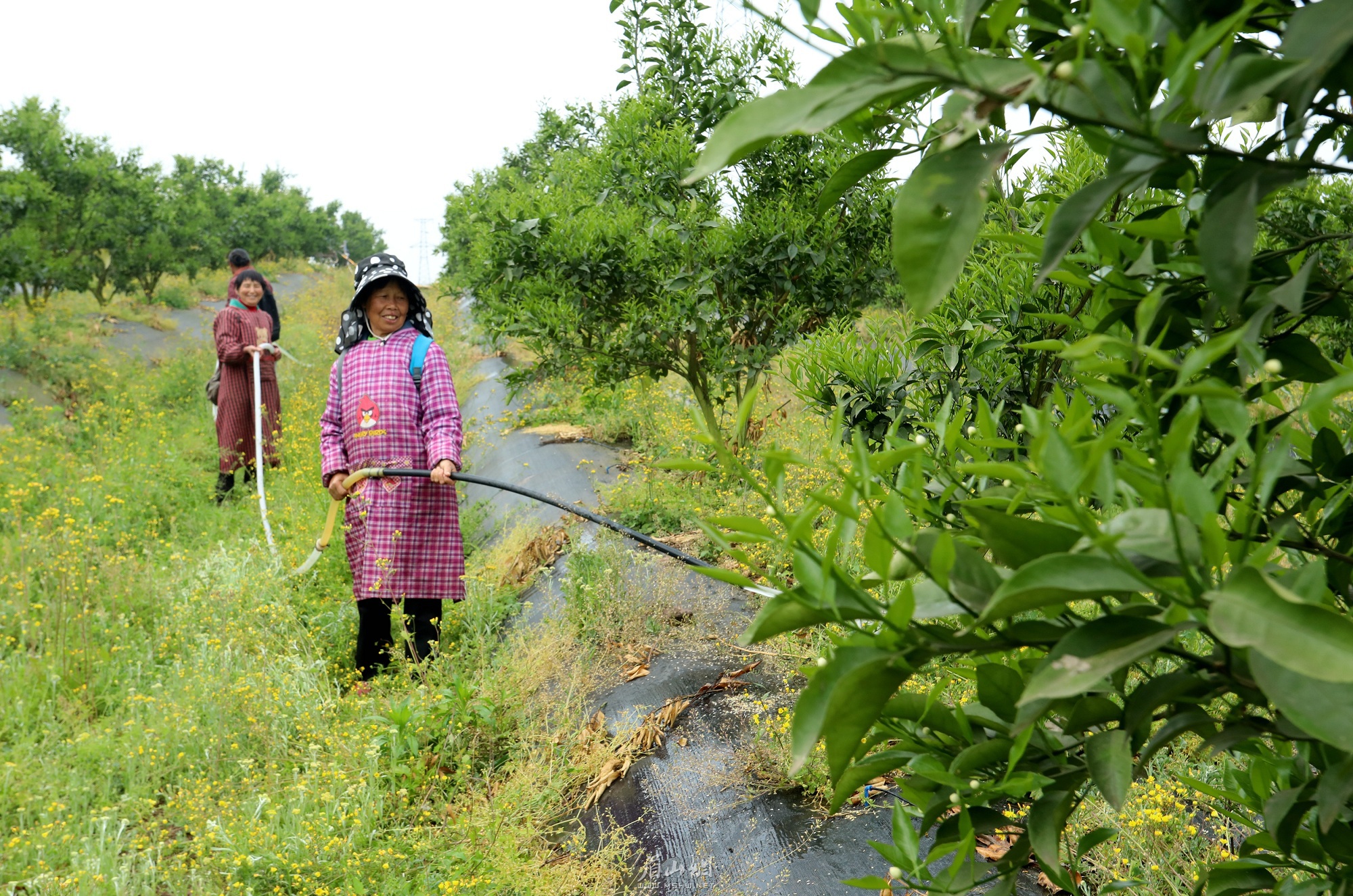村民正在基地內(nèi)務(wù)工。.jpg