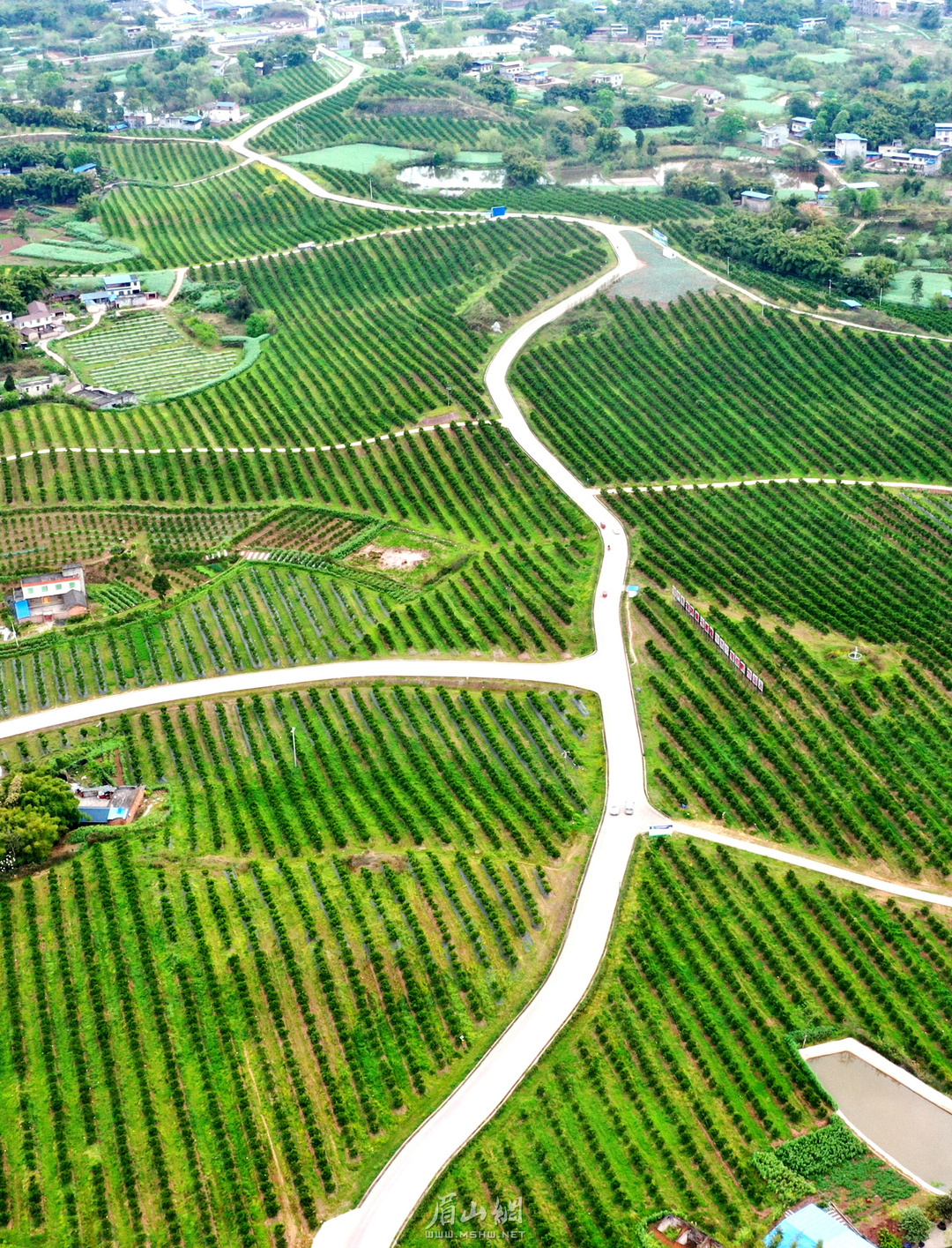 規(guī)模化的柑橘基地。.jpg
