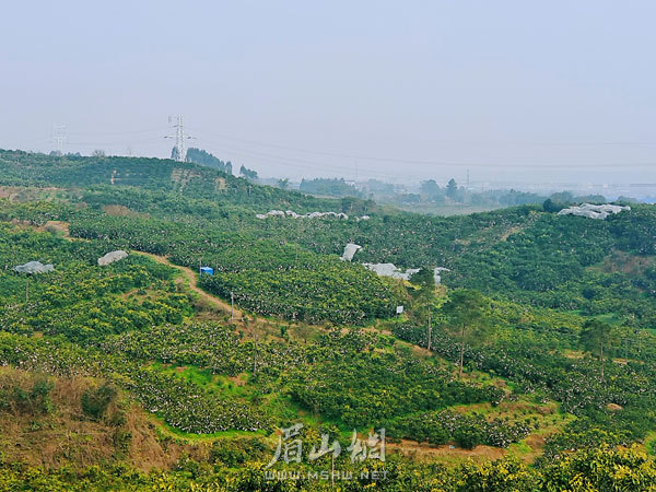 獅子村柑橘產(chǎn)業(yè)興旺。.jpg