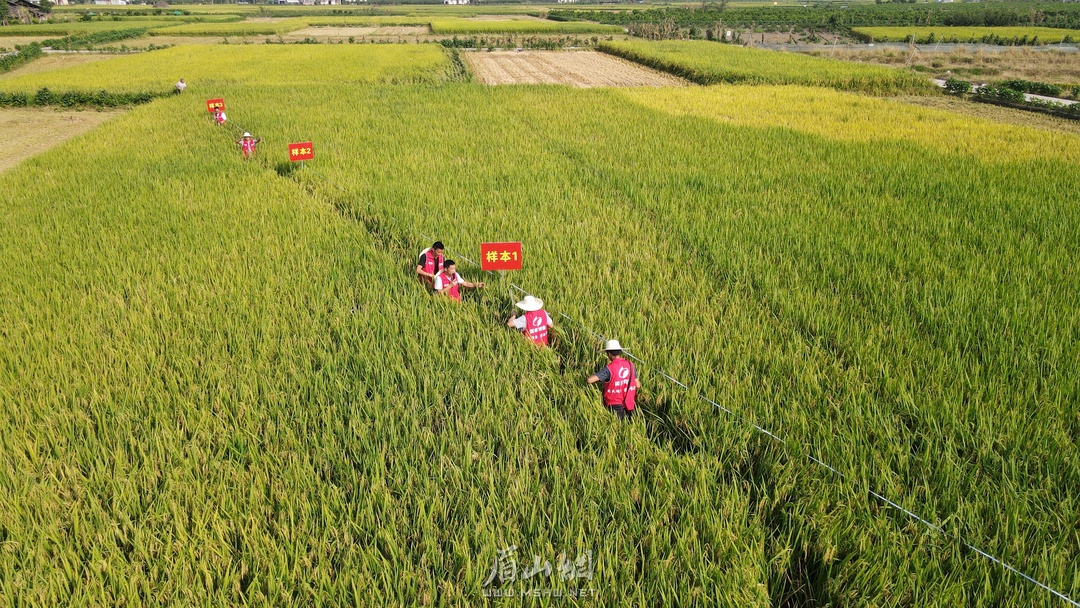 抽樣測產。.JPG