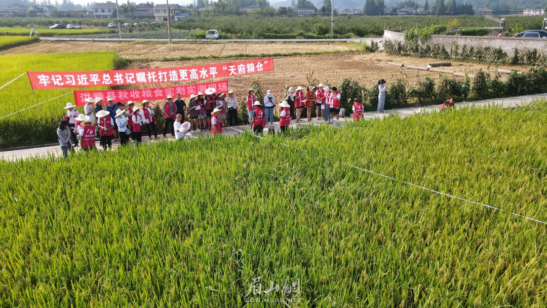 深入田間學習測產。.JPG