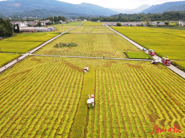 收割機駛入稻田作業。