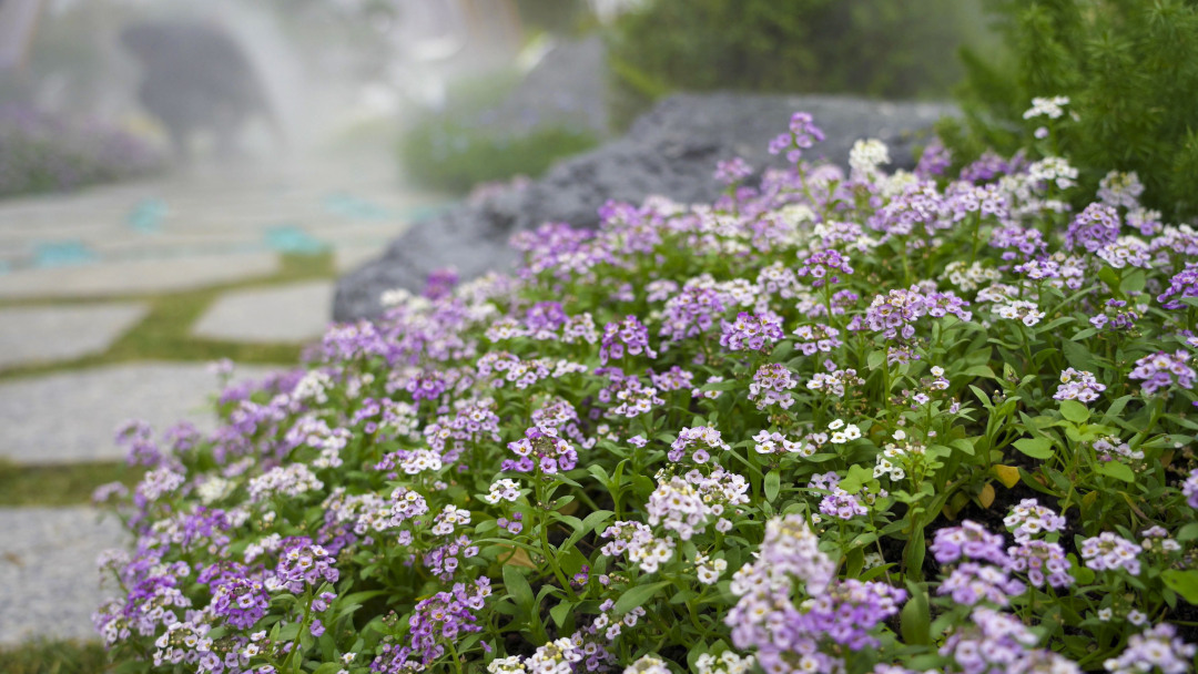 花草樹(shù)木.jpg