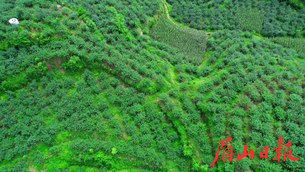 目前洪雅縣藤椒種植面積3.5萬畝，鮮藤椒產(chǎn)量1.5萬噸，年綜合產(chǎn)值達(dá)8億元。